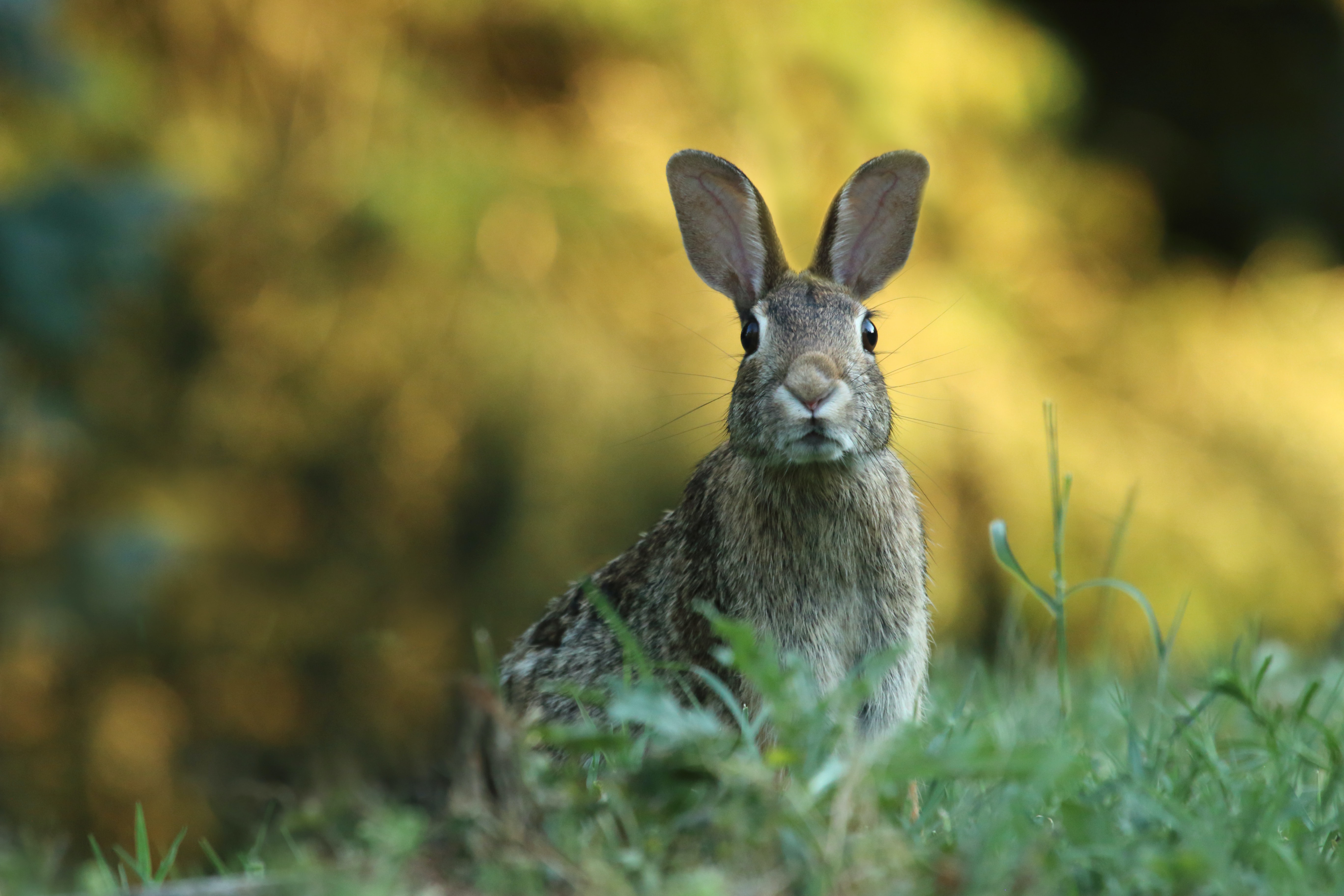 Unique Story of Hare who lost the Race